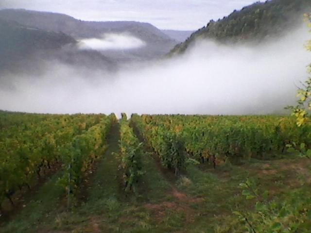 Maison Isolee Dans Les Vignes Et Les Bois Holiday home